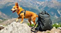 adventure gear for dogs