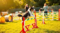 dog agility training basics