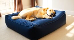 large dog bed recommendations