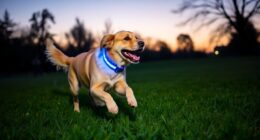 stylish led collars for safety