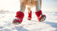 winter dog paw protection