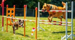 breed specific agility training