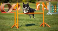 dog agility training exercises