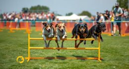 introduction to competitive flyball
