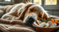 senior dog diet adjustments