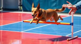 flyball training essentials