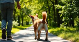 gentle leash walking techniques