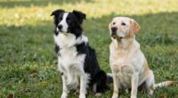 dog ownership comparison analysis