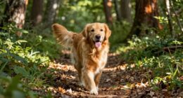 dog stress relief walk