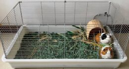 guinea pig cage grid