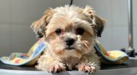 hidden signs of pet anxiety