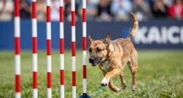 precise weave pole entries