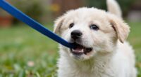 puppy leash chewing solutions