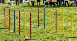top 15 dog agility weave sets