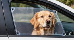 top 15 dog window guards