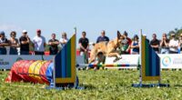 top dog agility kits