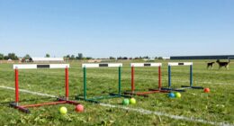 top flyball training sets