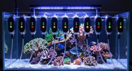 top reef tank dosing pumps