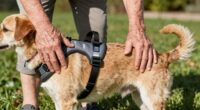 top senior dog support harnesses
