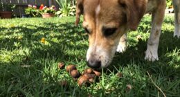 understanding and preventing coprophagia