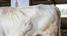 use body condition scoring