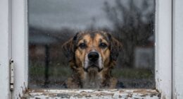 window barking causes stress