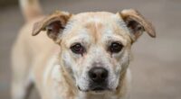 adult dog fear setbacks