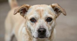 adult dog fear setbacks