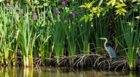 beauty versus ecological balance