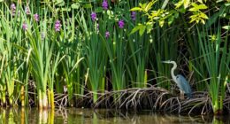 beauty versus ecological balance