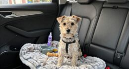 calm car travel routine