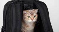 cat backpack features overview
