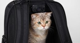 cat backpack features overview