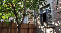 cats prefer tree access