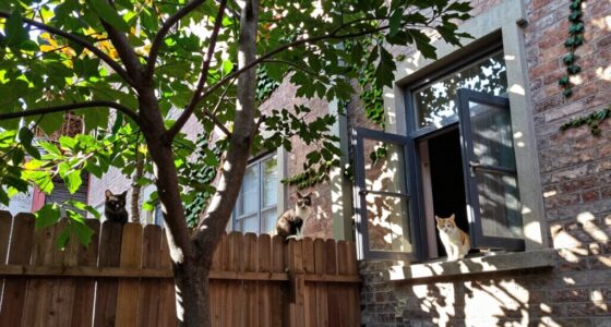 cats prefer tree access