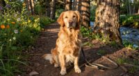 consistent exploration benefits dogs