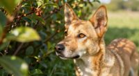 dog s environmental scanning behavior