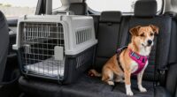 dog travel safety options