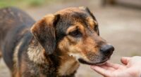 dogs feel handler absence