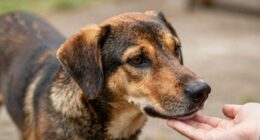 dogs feel handler absence