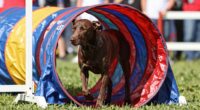 dogs prefer certain obstacles