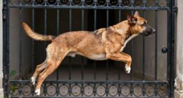 gate height limits jumping