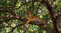 large cats need tall trees