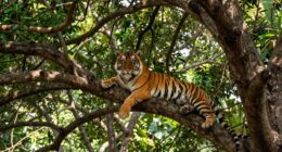 large cats need tall trees