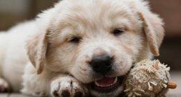 puppies bite more tired