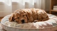 puppies need rest times