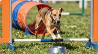 reward influences agility outcomes