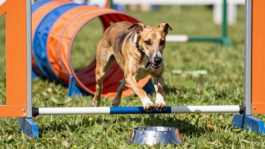 reward influences agility outcomes