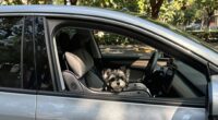 safe pet travel tips