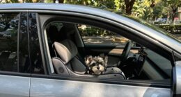 safe pet travel tips